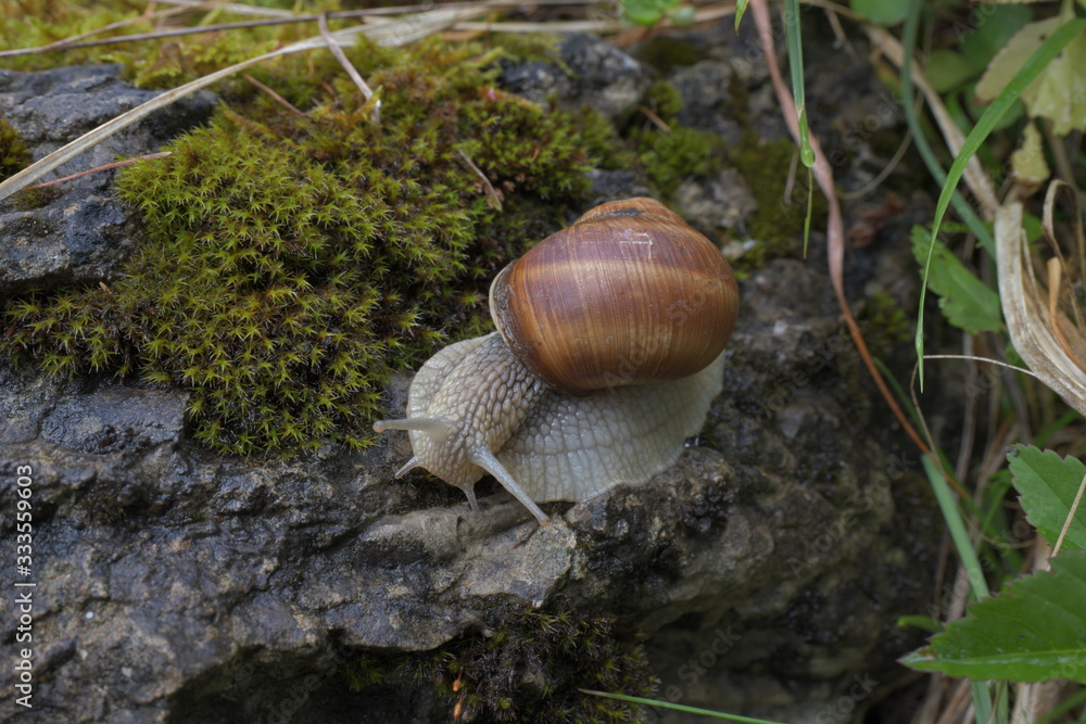 snail snail