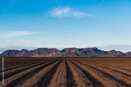 Rows of bare plowed earth in perspective to distant mountains