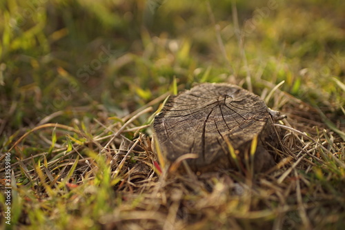 dry stump in cracks in dry and green grass, sunny garden, side view