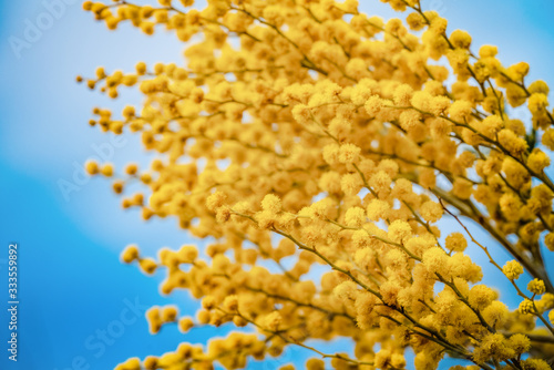 Branch of mimosa tree with flowers. photo
