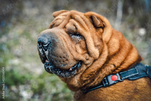 Obraz na plátně chinese shar pei in forest
