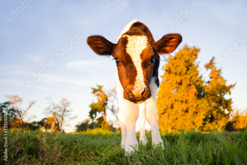 Fototapete young calf portrait at golden hour
