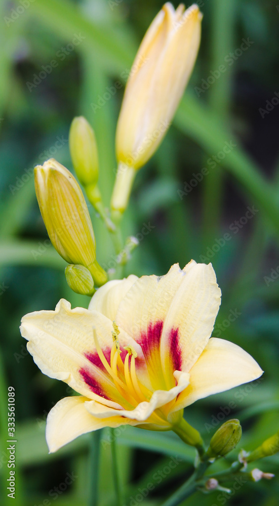 Fototapeta premium flower