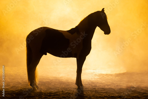Profile of a Big painted horse standing in smokey setting in orange dramatic light