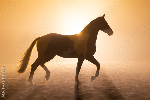 Profile of a Big painted horse walking proudly in smokey setting in orange dramatic light