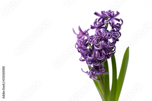 Dutch purple hyacinth on a black background.