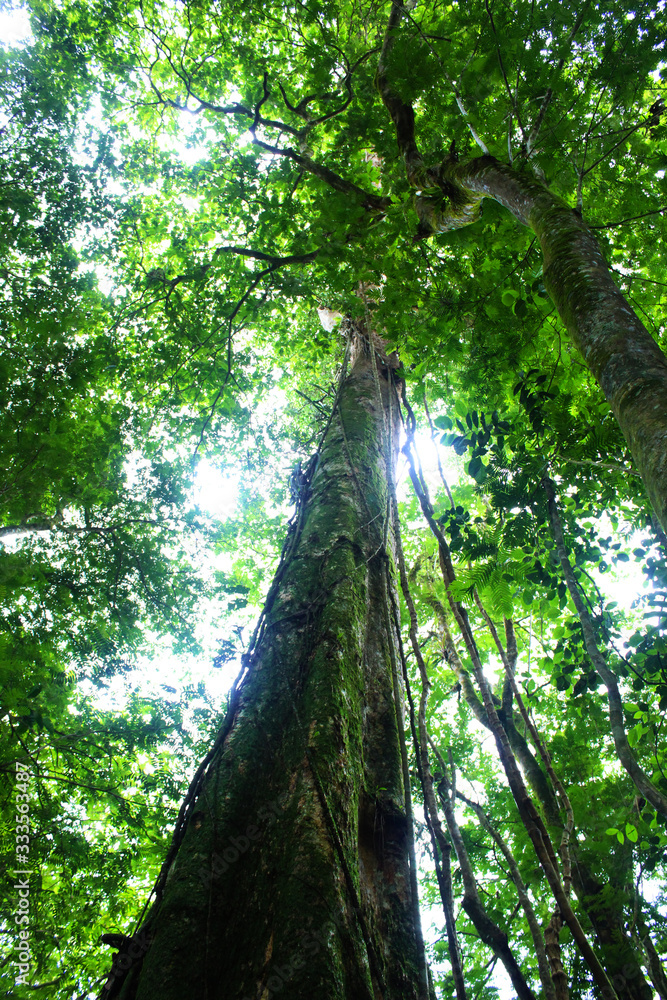 Fototapeta premium Bosque