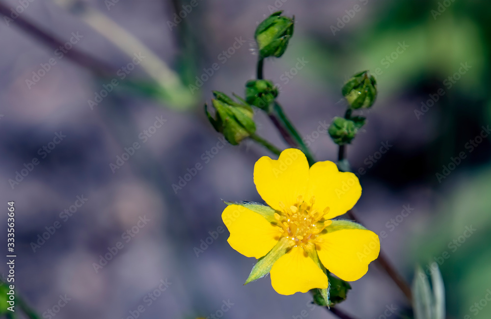slender cinquefoil slender cinquefoil
