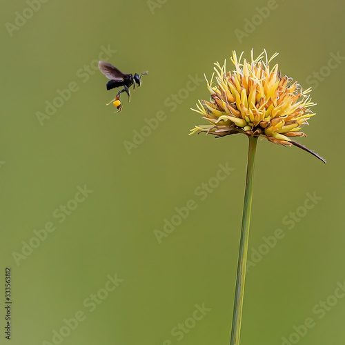 Bee on Rhynchospora flower photo