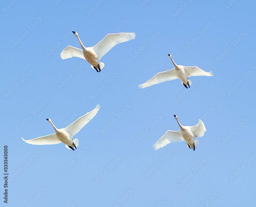 Trumpeter Swans flying over Padilla Bay, WA