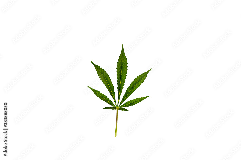 Fototapeta premium Cannabis leaf, green legal marijuana plant isolated on white background