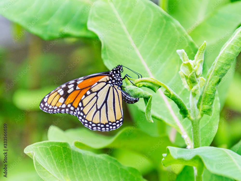 Obraz premium Monarch butterfly laying her egg on the underside of common milkweed plant