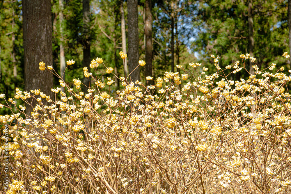 Obraz premium ミツマタ群生地
