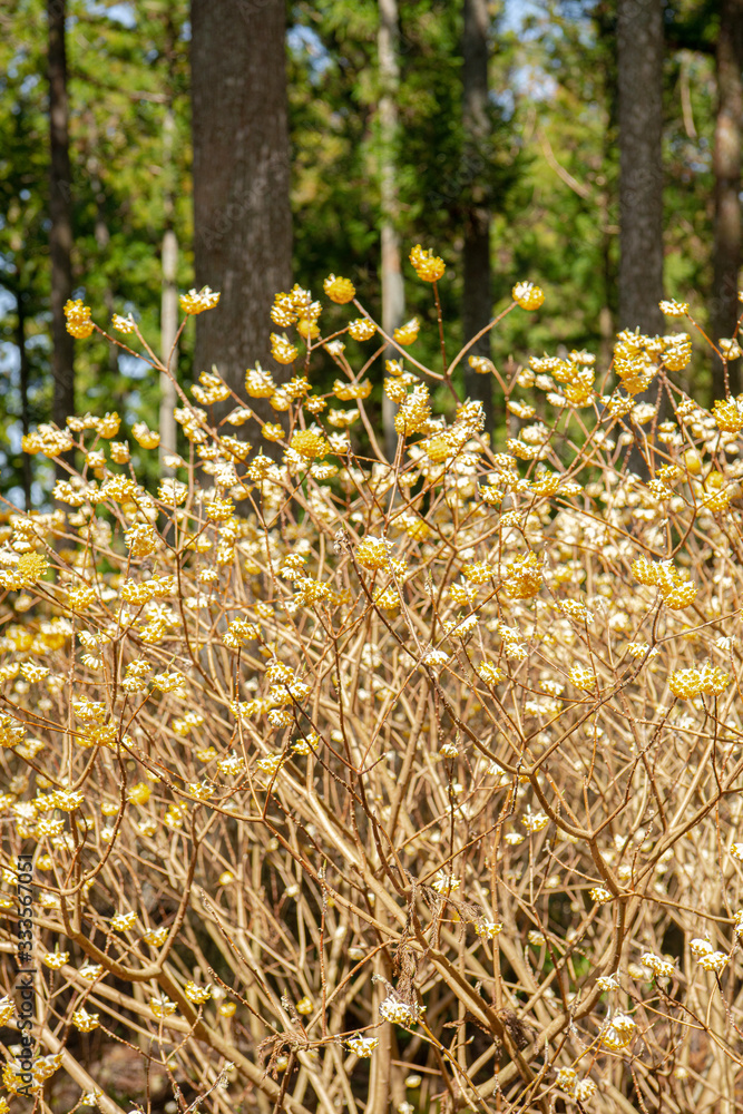Obraz premium ミツマタ群生地