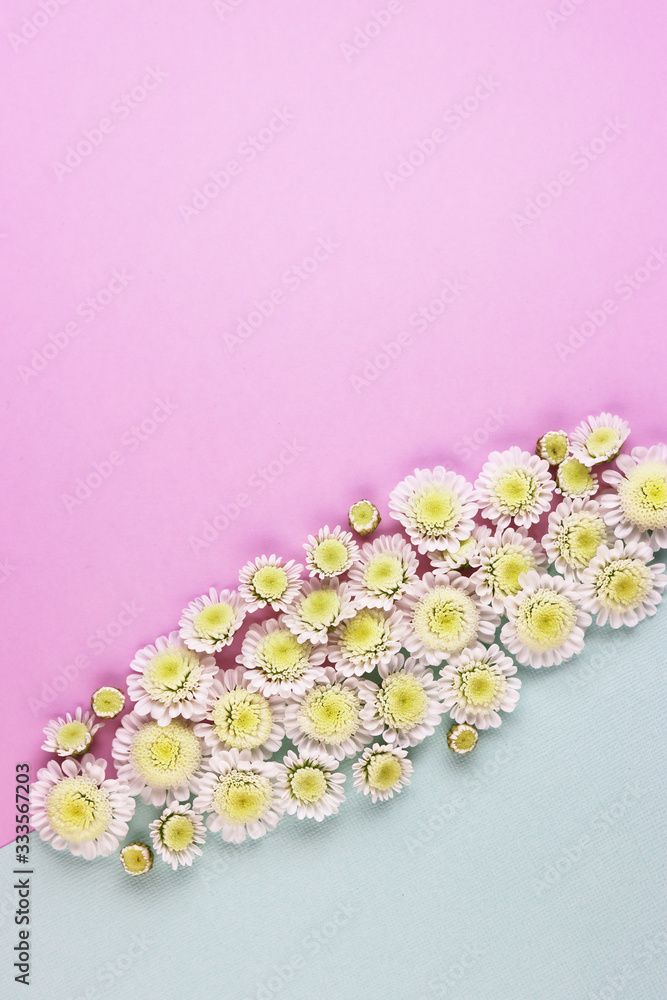 white chamomile flowers on a pink and blue background top view. white chamomile flowers on a pink and blue background top view.