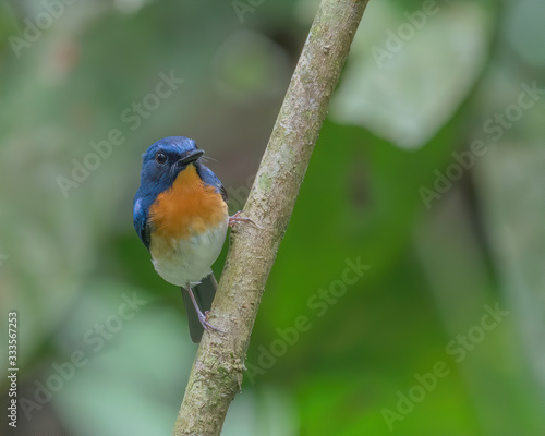 Indochinese Blue Flycatcher (Cyornis sumatrensis) perching on a tree branch