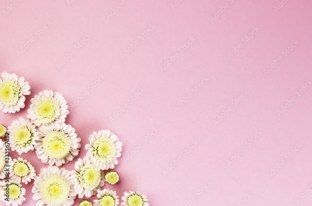 white chamomile flowers on a pink background top view. white chamomile flowers on a pink background top view.