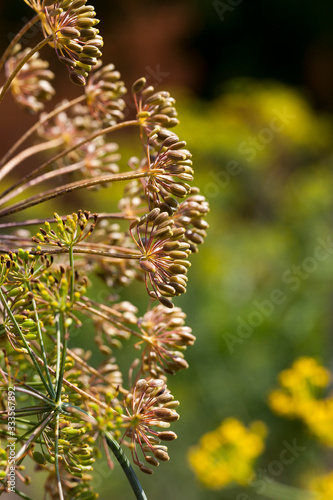 dill seeds