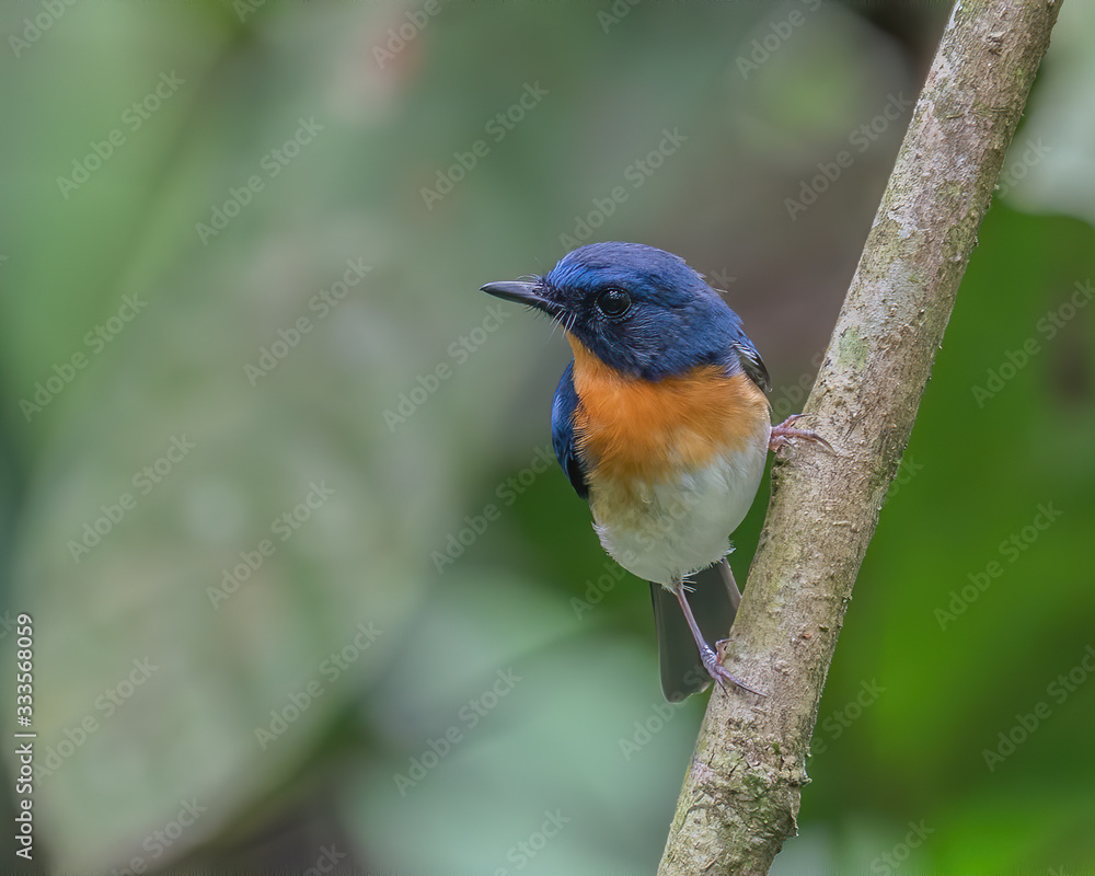 Obraz premium Indochinese Blue Flycatcher (Cyornis sumatrensis) perching on a tree branch