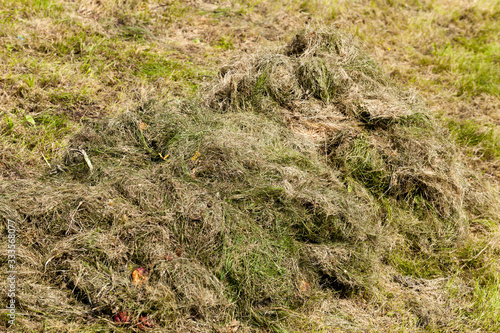 drying grass © rsooll