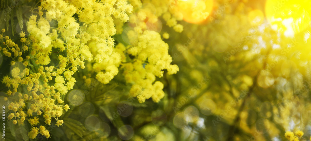Naklejka premium Spring background with Mimosa Blossom