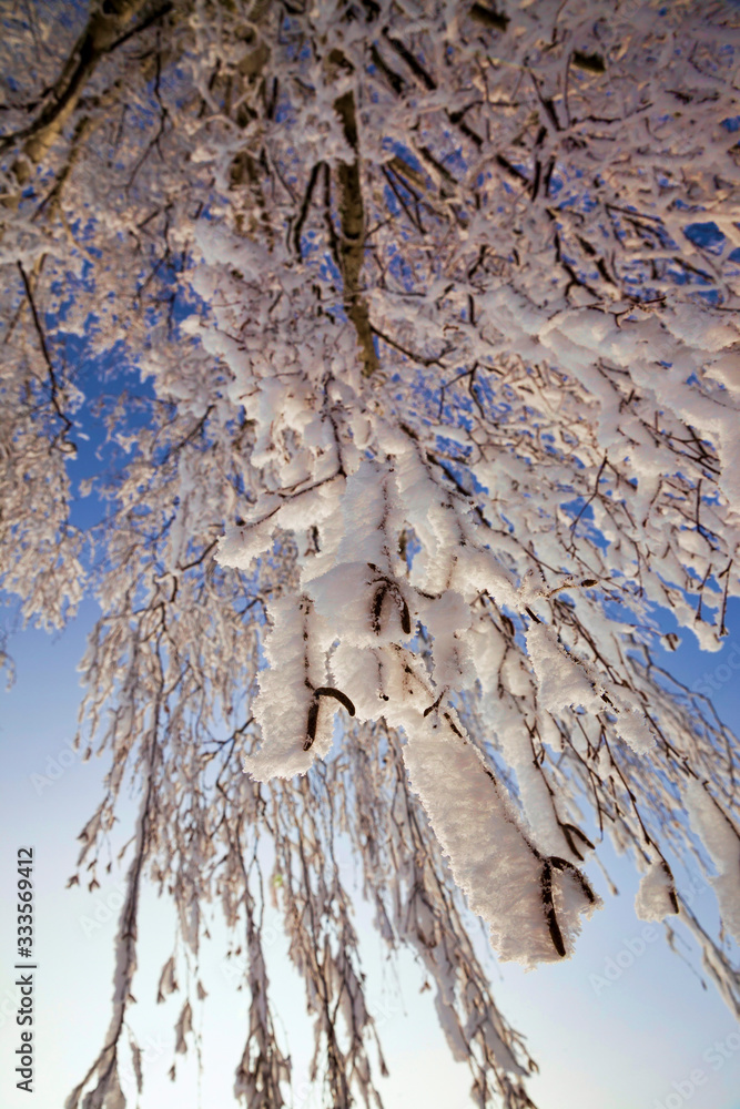 birch after freezing birch after freezing