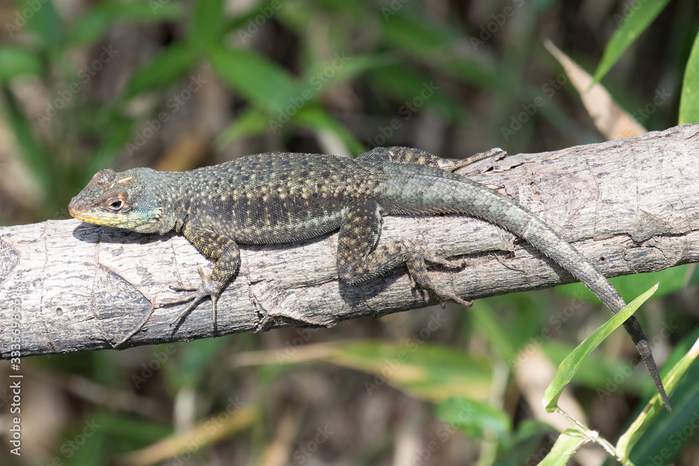 Naklejka premium Western Collared Spiny Lizard