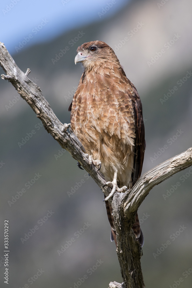 Naklejka premium Chimango Caracara perched in tree