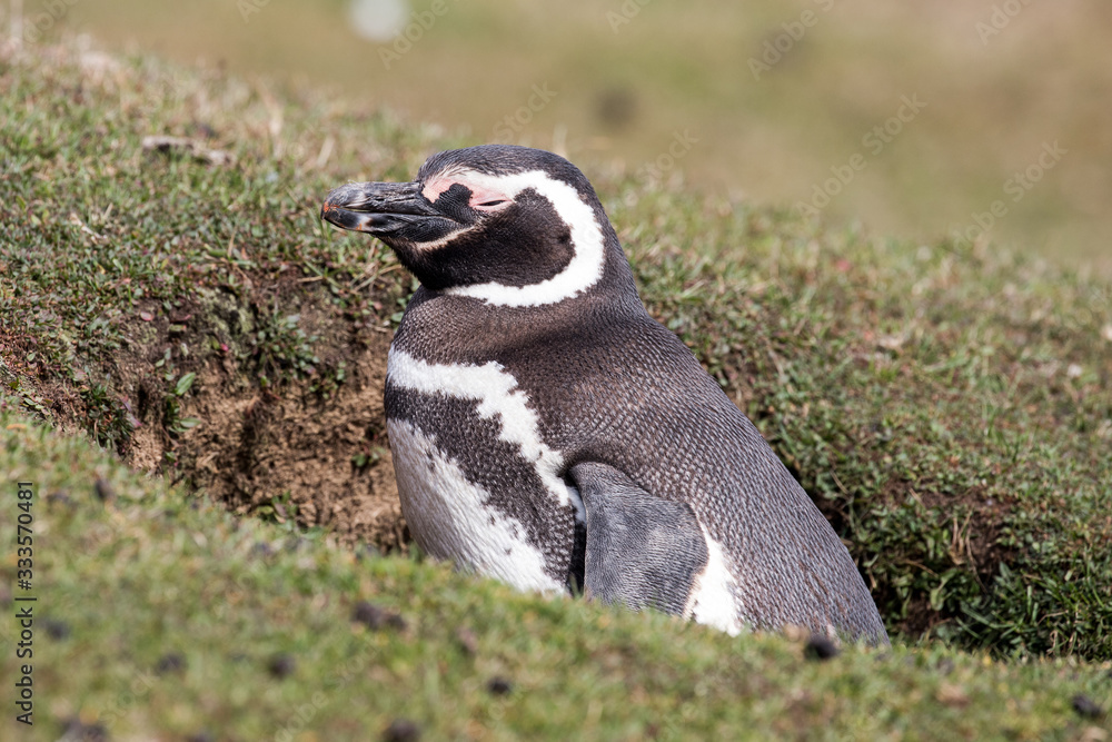 Fototapeta premium Magellanic Penguin