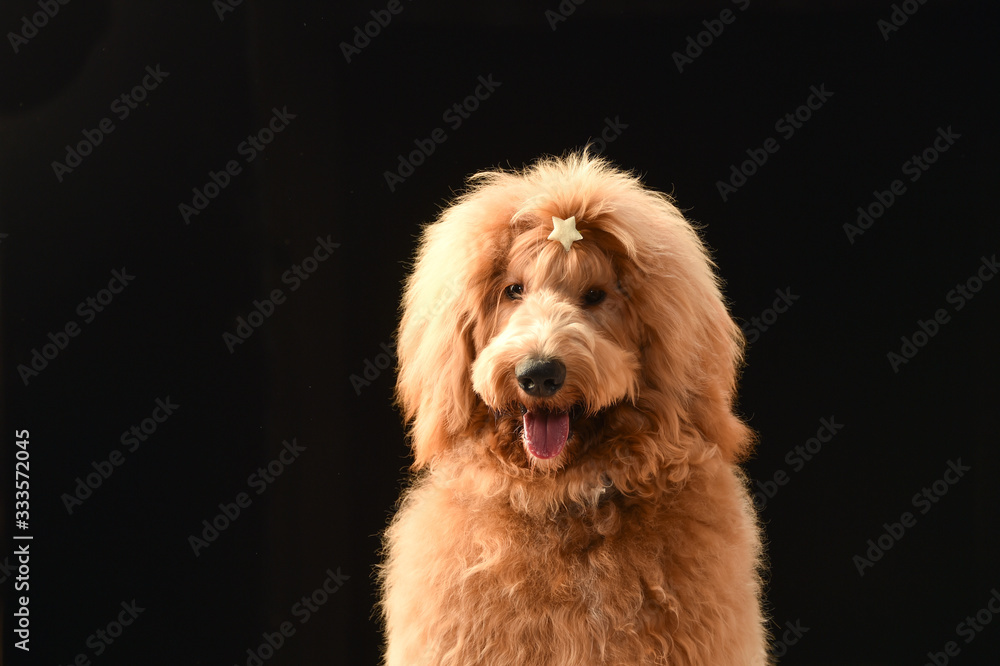 Fototapeta premium ラブラドゥードル