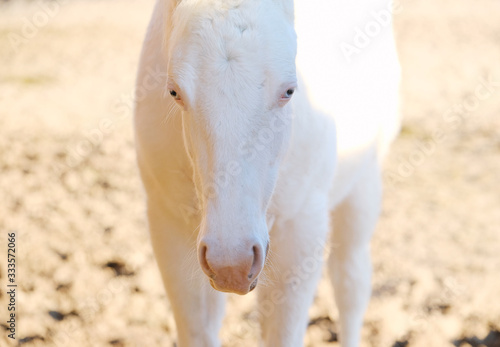 Fototapeta Naklejka Na Ścianę i Meble -  Young white horse portrait with blue eyes close up.
