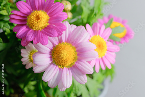 pink margaret flower closeup