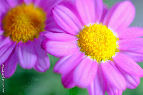 pink margaret flower closeup