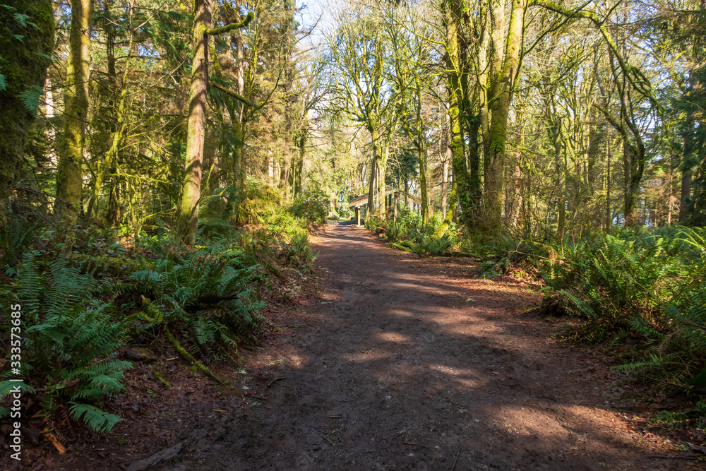 Forest landscape with wide walking trail amidst trees and sunlight at Point Defiance Park in Tacoma, Washington