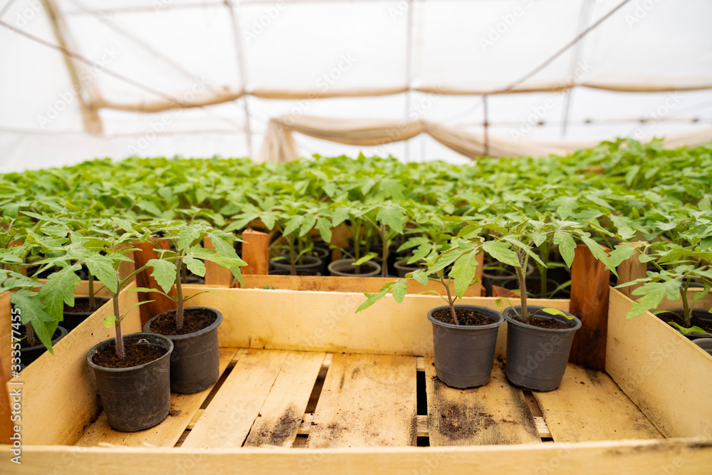  growth of tomato for transplanting , tomato seedlings in plastic pots 