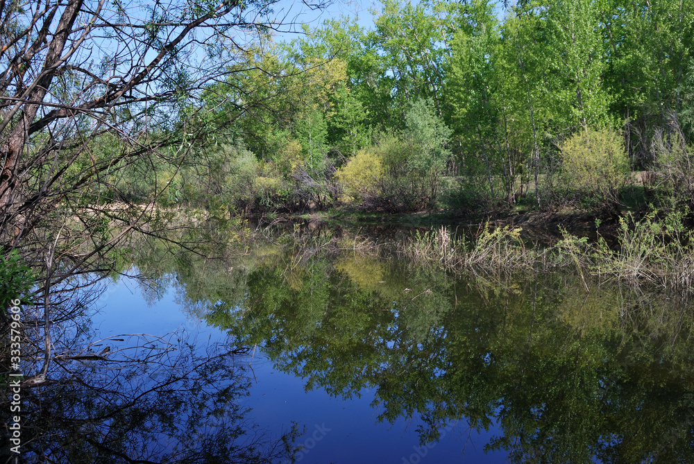 Fototapeta premium Forest pond