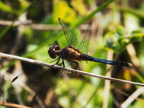 Dark Dragonfly On Stem © brian