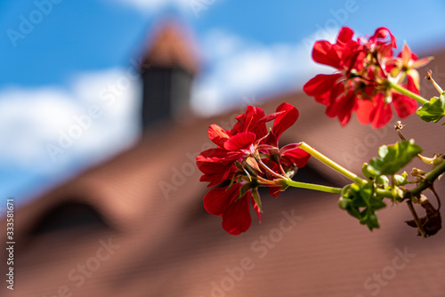 red flowers on blue sky background