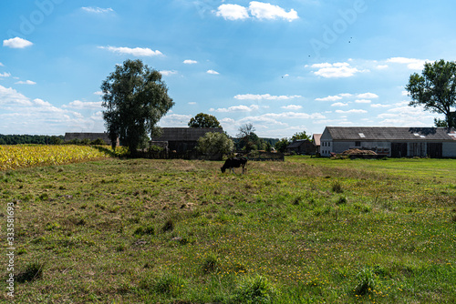 Cow in the field 