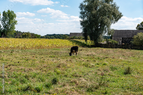 Cow in the field 