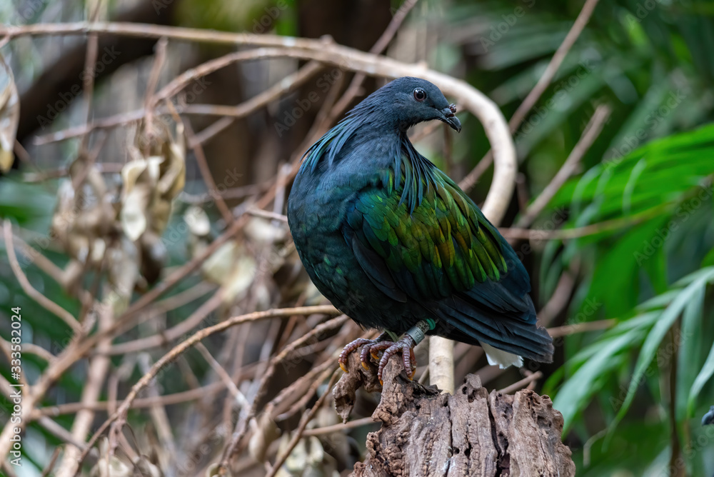 Obraz premium Nicobar pigeon (Caloenas nicobarica, Car: ma-kūö-kö) sitting on a branch and showing its colours