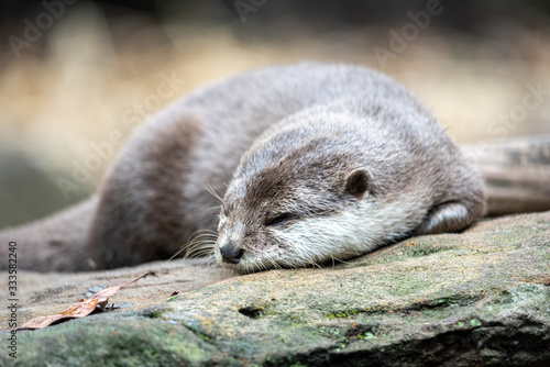 water otter resting on a rock about to fall asleep