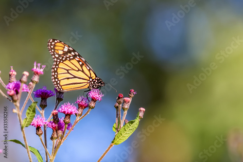 Colorful butterfly on a flowering plant