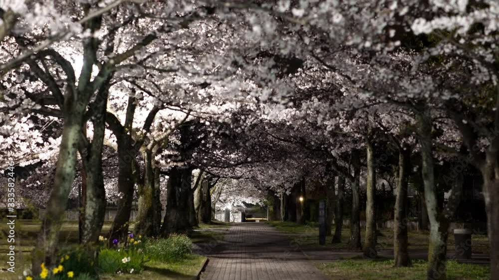 Tokyo,Japan-March 28, 2020: Tunnel of Cherry blossom trees in full bloom in the night in Tokyo. Tokyo,Japan-March 28, 2020: Tunnel of Cherry blossom trees in full bloom in the night in Tokyo.