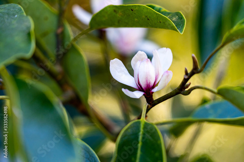 Flower of magnolia - Michelia compressa - are bloom in countryside of Nagasaki prefecture  JAPAN.