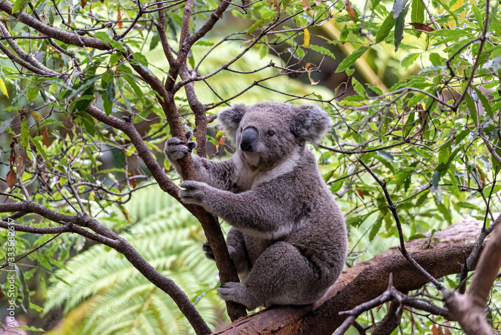 Fototapeta premium a koala bear sitting in a tree looking for food