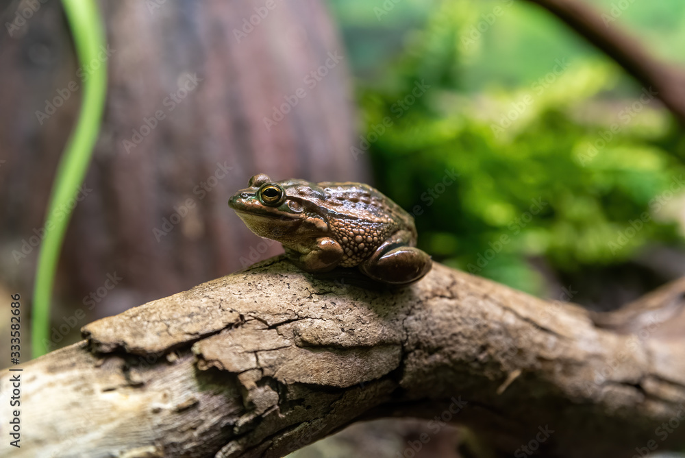 yellow spotted bell frog on a log sitting down yellow spotted bell frog on a log sitting down