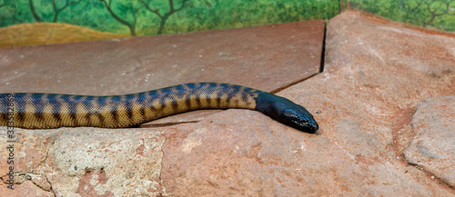 black-headed python (Aspidites melanocephalus) slithering away to find food photo