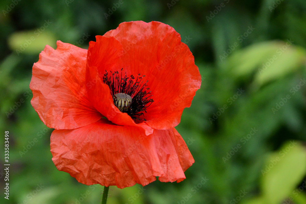 Obraz premium poppy in the field beautiful red flower closeup