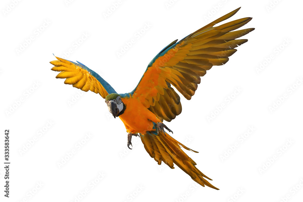Macaw parrot flying isolated on white